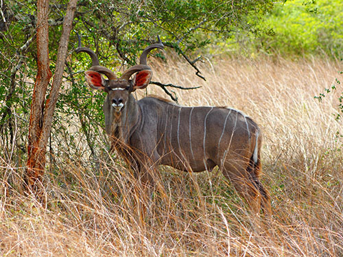 Parque Nacional da Quiçama